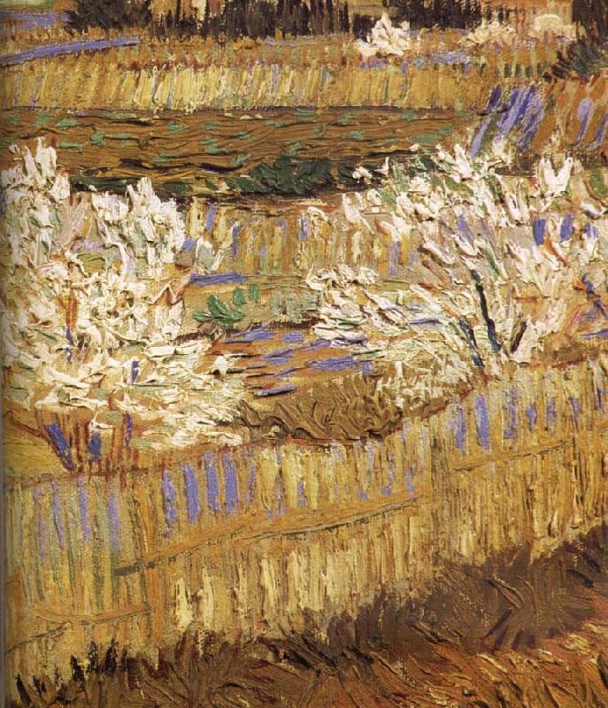 Vincent Van Gogh Detail of blooming peach France oil painting art